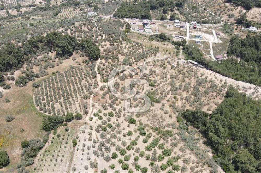 Buca Doğancılarda 7409 M2 Müstakil Tapu Satılık Tarla 