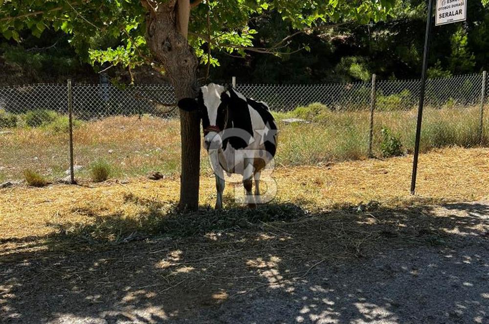 İçmeler Satılık Hisseli Tarla 