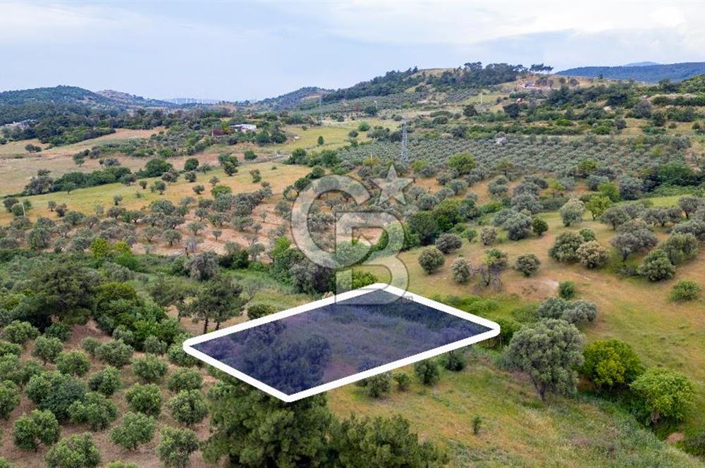 Foça Kozbeyli Mevkiinde Satılık Tarla