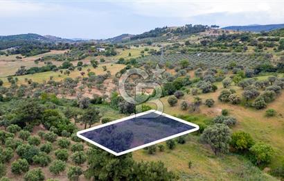 Foça Kozbeyli Mevkiinde Satılık Tarla