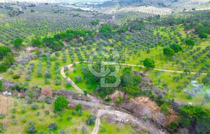 EDREMİT KÖRFEZİNİN KALBİ YAYLAÖNÜNDE 183.000M2 SATILIK ZEYTİNLİK