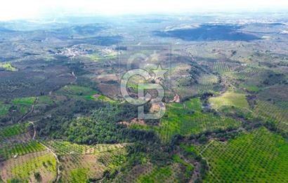 EDREMİT KÖRFEZİNİN KALBİ YAYLAÖNÜNDE 183.000M2 SATILIK ZEYTİNLİK