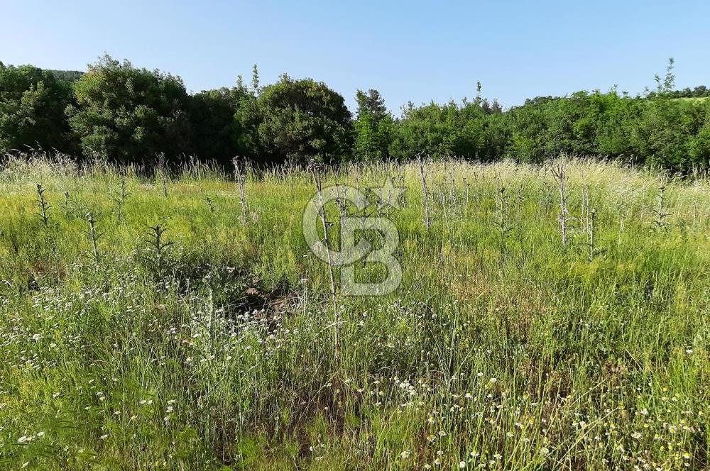 ÇANAKKALE BAYRAMİÇ HACIDERVİŞLER'DE ORGANİK TARIMA UYGUN ARAZİ