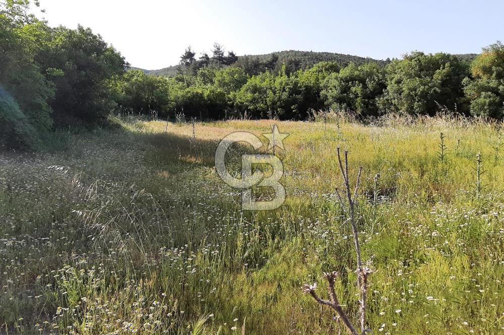 ÇANAKKALE BAYRAMİÇ HACIDERVİŞLER'DE ORGANİK TARIMA UYGUN ARAZİ