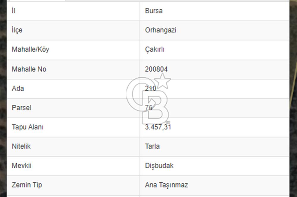 BURSA ORHANGAZİ ÇAKIRLI ZEYTİN AĞAÇLI TARLA