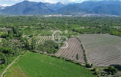 Honaz'da 34.000 M² Satılık Kiraz ve Cennet Elması Bahçesi