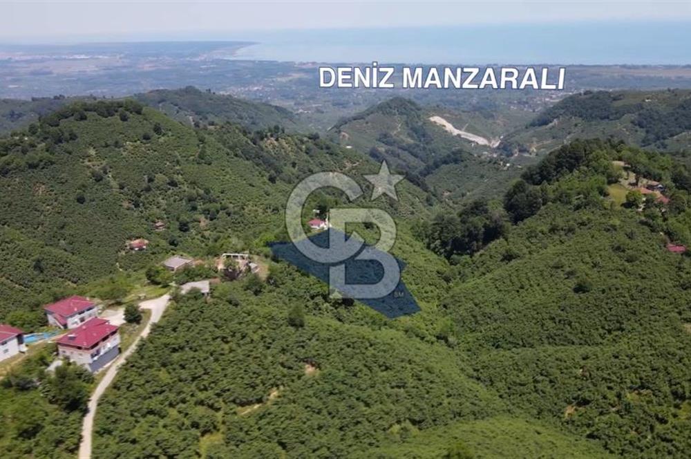 Deniz manzaralı İkizce'de Terme sınırında fındık bahçesi