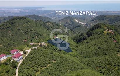 Deniz manzaralı İkizce'de Terme sınırında fındık bahçesi