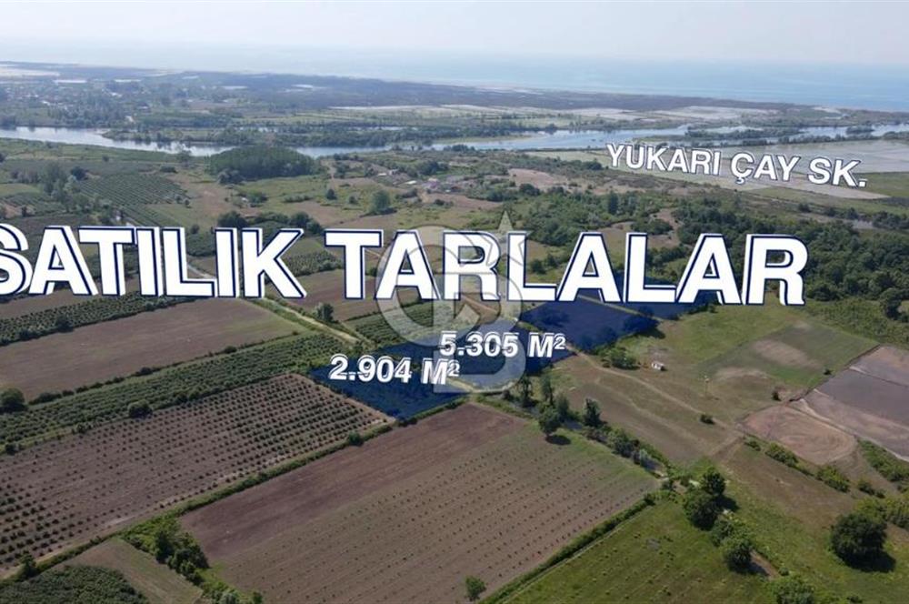 Kumtepe'de satılık tarlalar