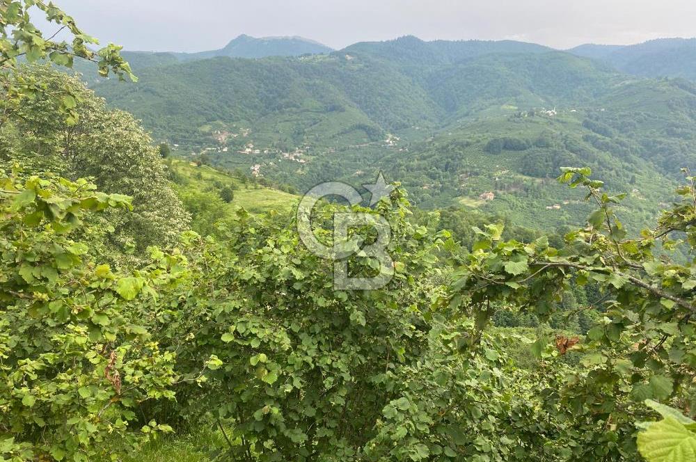 Yatırım Fırsatı: Hendek Güney Köyünde Satılık 7145 m2 Fındıklık