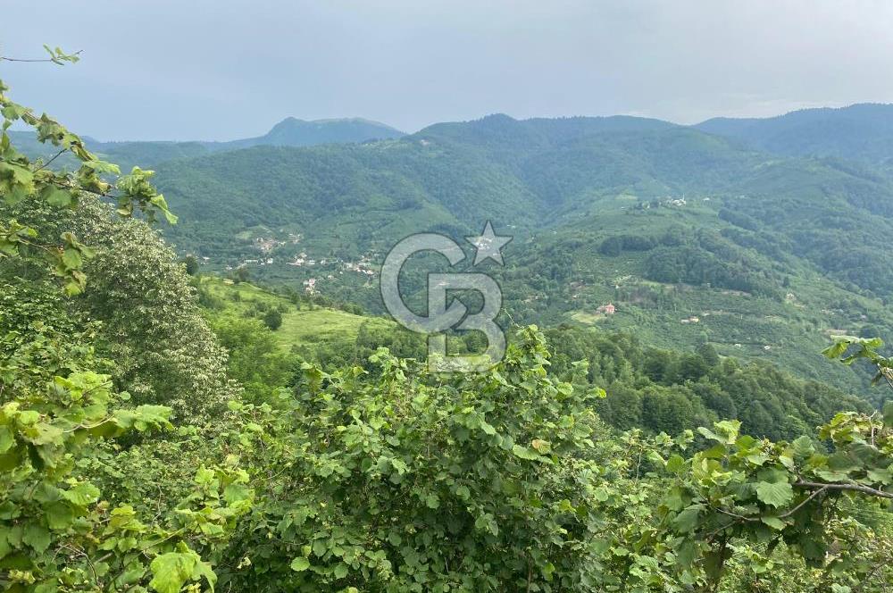 Yatırım Fırsatı: Hendek Güney Köyünde Satılık 7145 m2 Fındıklık