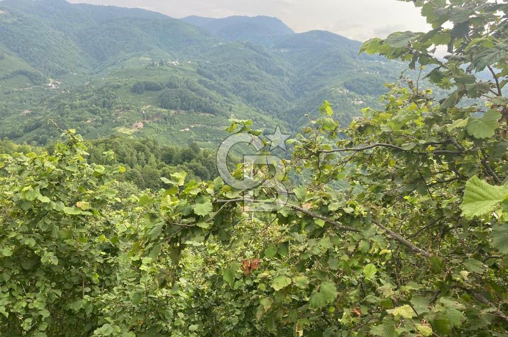 Yatırım Fırsatı: Hendek Güney Köyünde Satılık 7145 m2 Fındıklık