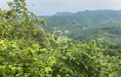 Yatırım Fırsatı: Hendek Güney Köyünde Satılık 7145 m2 Fındıklık