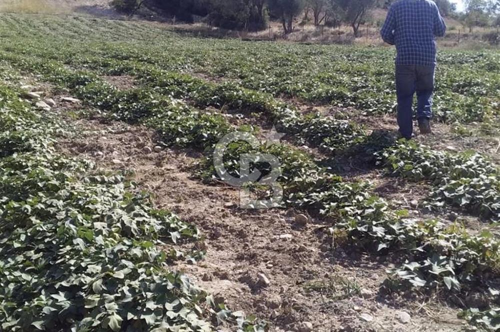 Manisa Kula İbrahimağa'da Yatırımlık Tarlalar