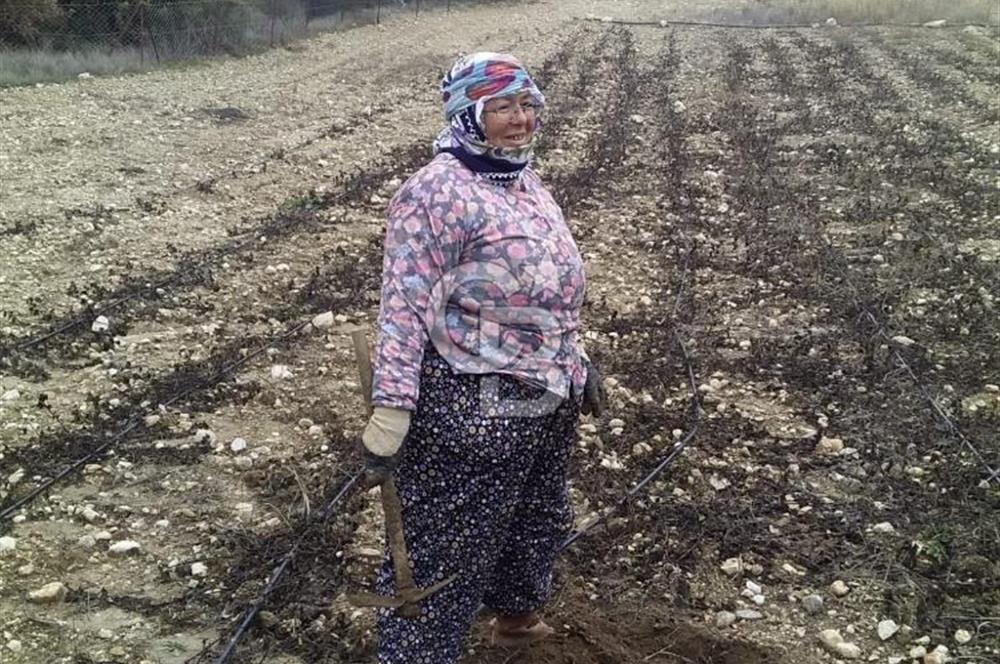 Manisa Kula İbrahimağa'da Yatırımlık Tarlalar