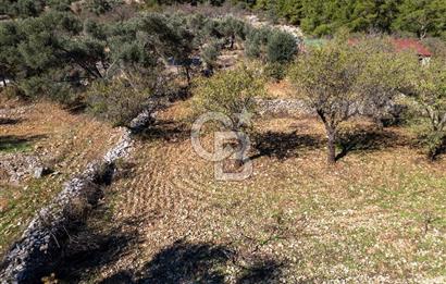 Datça Yaka Mahallesinde 783m² Bademlik Vasfında Satılık Tarla