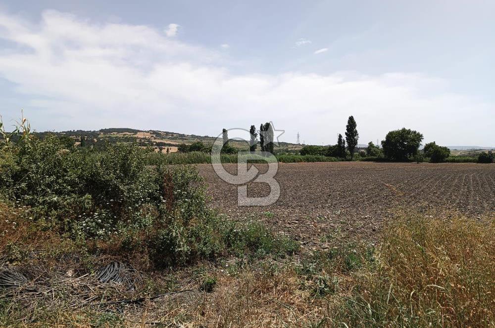 ÇANAKKALE MERKEZ MUSAKÖY'DE SATILIK 15 DÖNÜM TARLA!