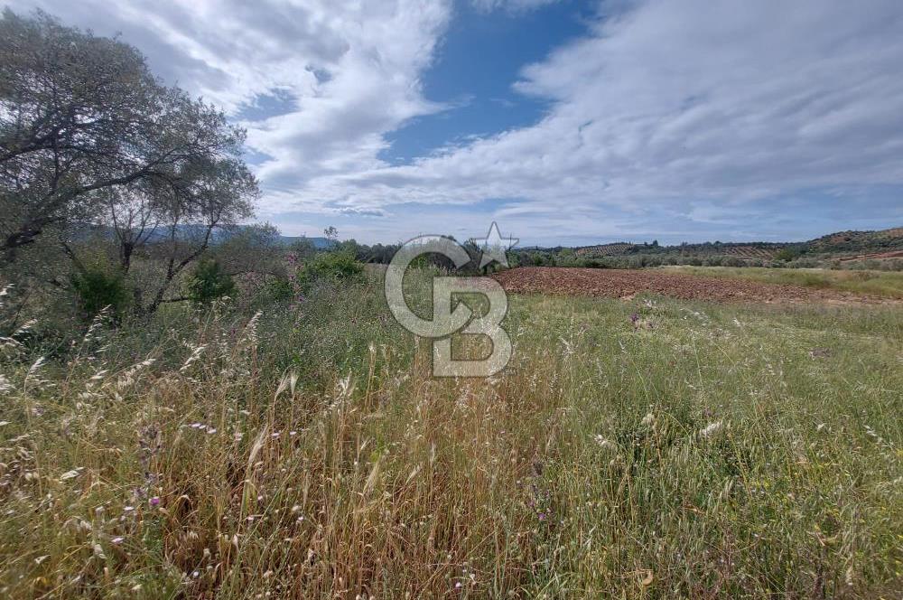 Muğla Merkez’de Satılık Tarla