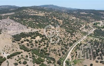 ÇANAKKALE AYVACIK BEHRAMKALE DE 25 DÖNÜM SATILIK TARLA