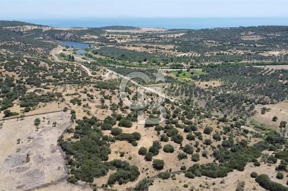 ÇANAKKALE AYVACIK BEHRAMKALE DE 25 DÖNÜM SATILIK TARLA