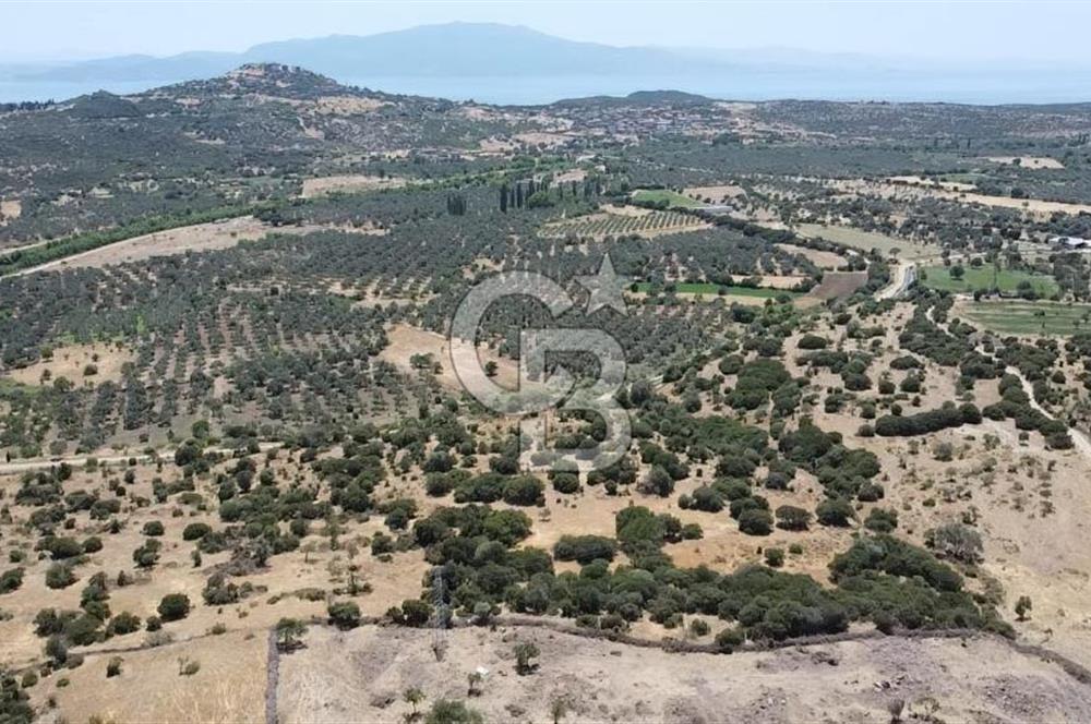 ÇANAKKALE AYVACIK BEHRAMKALE DE 25 DÖNÜM SATILIK TARLA