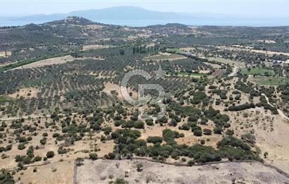 ÇANAKKALE AYVACIK BEHRAMKALE DE 25 DÖNÜM SATILIK TARLA