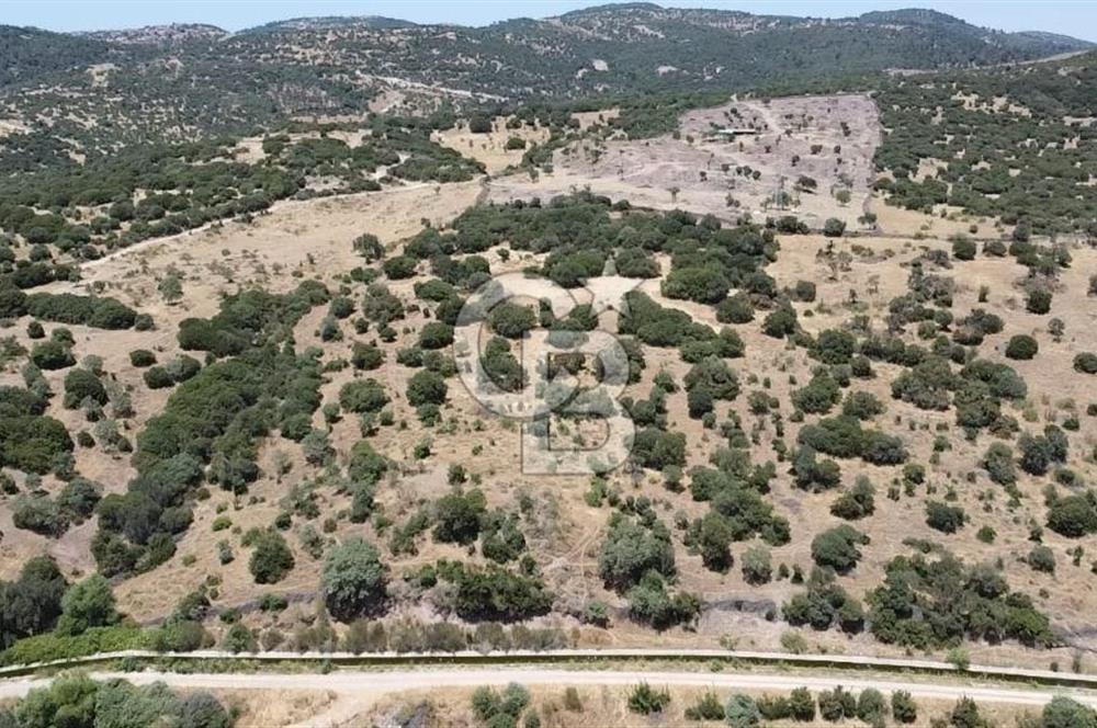 ÇANAKKALE AYVACIK BEHRAMKALE DE 25 DÖNÜM SATILIK TARLA