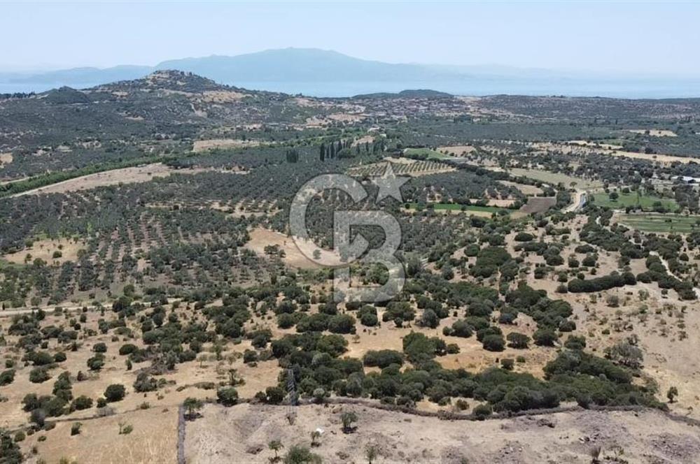 ÇANAKKALE AYVACIK BEHRAMKALE DE 25 DÖNÜM SATILIK TARLA