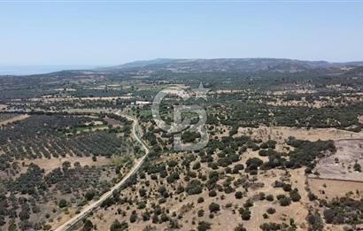 ÇANAKKALE AYVACIK BEHRAMKALE DE 25 DÖNÜM SATILIK TARLA