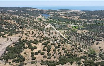 ÇANAKKALE AYVACIK BEHRAMKALE DE 25 DÖNÜM SATILIK TARLA