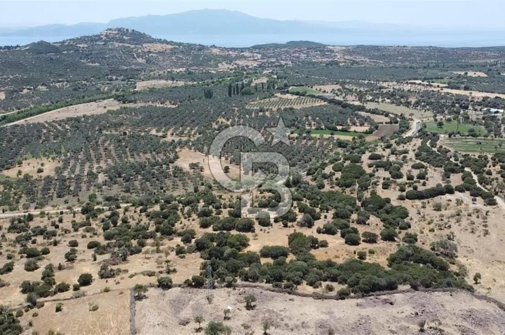 ÇANAKKALE AYVACIK BEHRAMKALE DE 25 DÖNÜM SATILIK TARLA