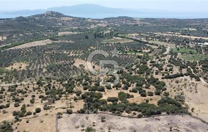 ÇANAKKALE AYVACIK BEHRAMKALE DE 25 DÖNÜM SATILIK TARLA