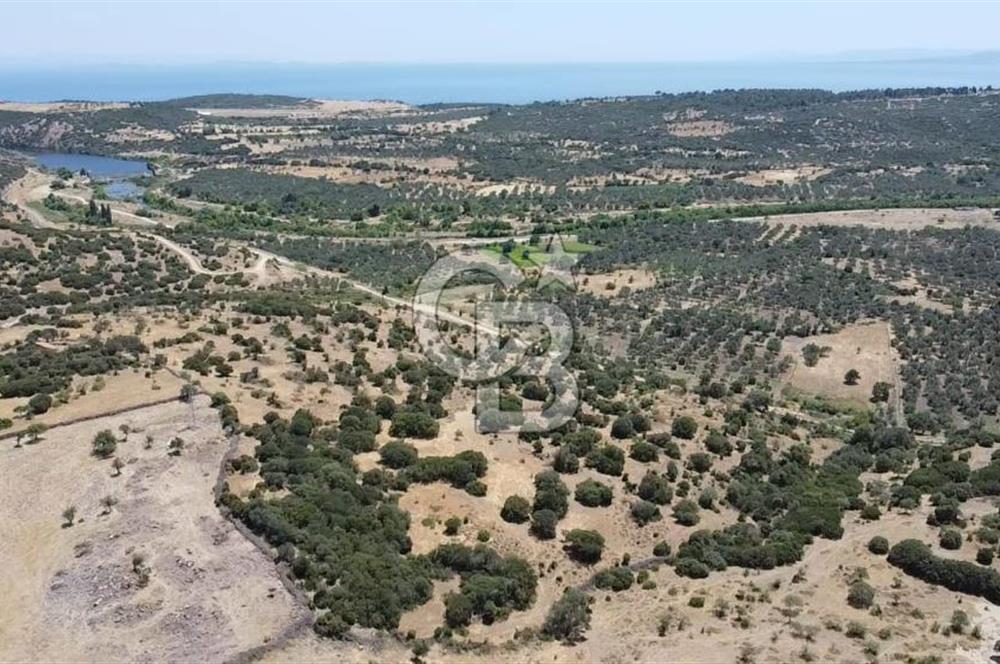 ÇANAKKALE AYVACIK BEHRAMKALE DE 25 DÖNÜM SATILIK TARLA