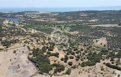 ÇANAKKALE AYVACIK BEHRAMKALE DE 25 DÖNÜM SATILIK TARLA