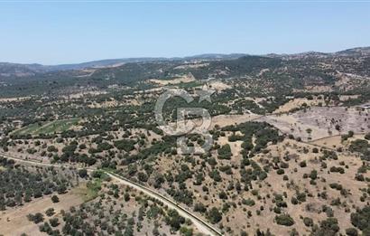 ÇANAKKALE AYVACIK BEHRAMKALE DE 25 DÖNÜM SATILIK TARLA