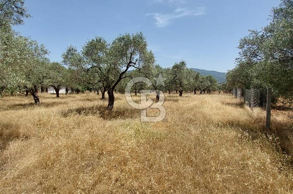 Dağkızılca satılık tarla