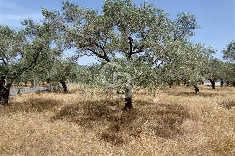 Dağkızılca satılık tarla