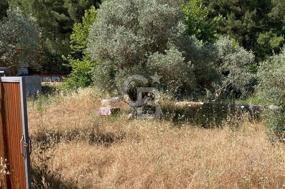 buca belenbaşı köyünde satılık tarla