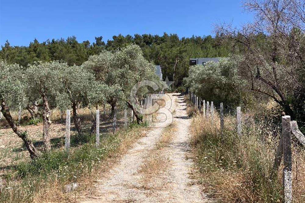 buca belenbaşı köyünde satılık tarla