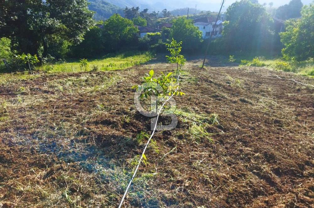 ÇANAKKALE ÇAN OZANCIKTA TAMAMI KÖYİÇİ İMARDA KALAN SATILIK ARSA