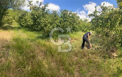 Hendek Güney Köyünde Satılık 3419 m2 Satılık Fındık Tarlası