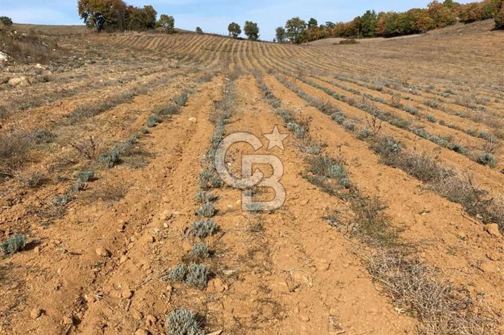 ÇANAKKALE KAZ DAĞLARI ETEĞİNDE 44.575 M2 LAVANTA BAHÇESİ 