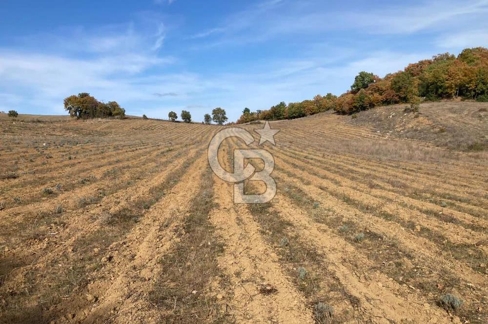 ÇANAKKALE KAZ DAĞLARI ETEĞİNDE 44.575 M2 LAVANTA BAHÇESİ 