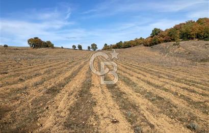 ÇANAKKALE KAZ DAĞLARI ETEĞİNDE 44.575 M2 LAVANTA BAHÇESİ 