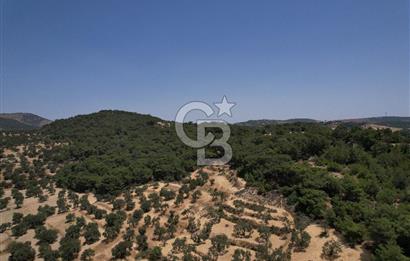 Eşsiz Bir Yatırım Fırsatı Deniz Manzaralı Zeytinlik