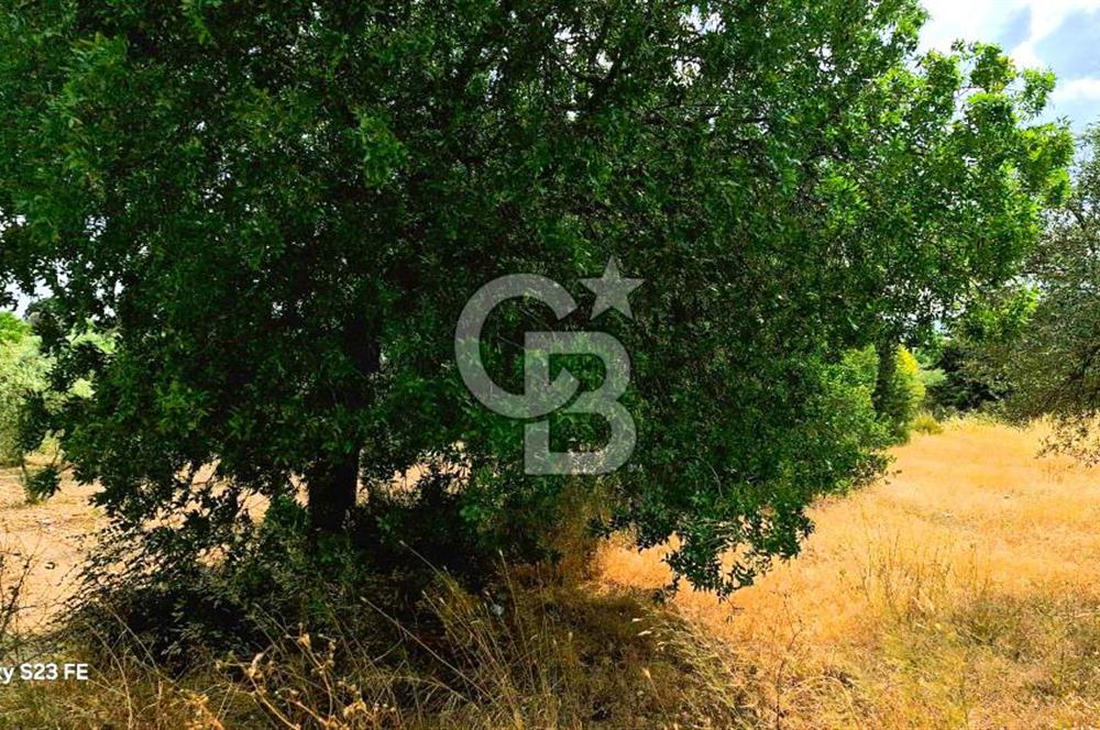 VERY EASY TO ACCESS 7408 M² LAND FOR SALE IN TORBALI DEMIRCI VILLAGE