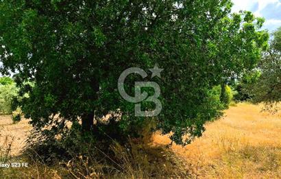 VERY EASY TO ACCESS 7408 M² LAND FOR SALE IN TORBALI DEMIRCI VILLAGE