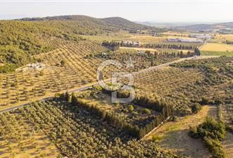 Foça Ilıpınar'da Anayol Üzeri Satılık 7 Dönüm Tarla