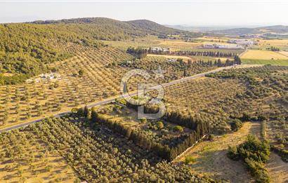 Foça Ilıpınar'da Anayol Üzeri Satılık 7 Dönüm Tarla