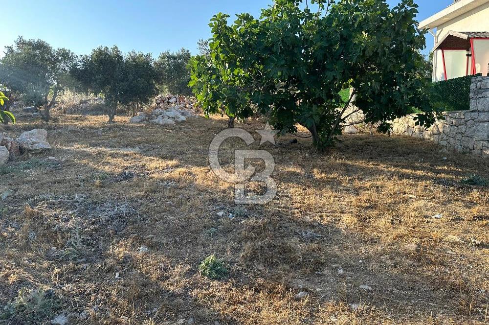 Menderes Çakaltepe 'de Tek Tapu Zeytinlik Yatırımlık Toprak